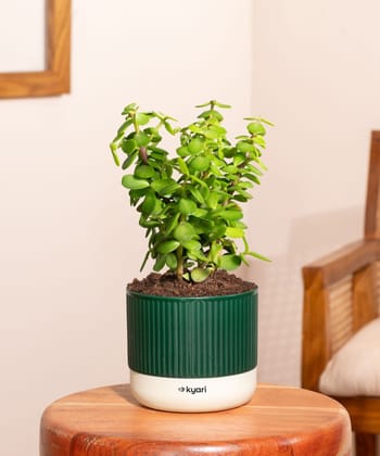 Lucky Jade Plant With Mylo Self Watering Pot Lucky Jade Plant With Mylo Self Watering Pot