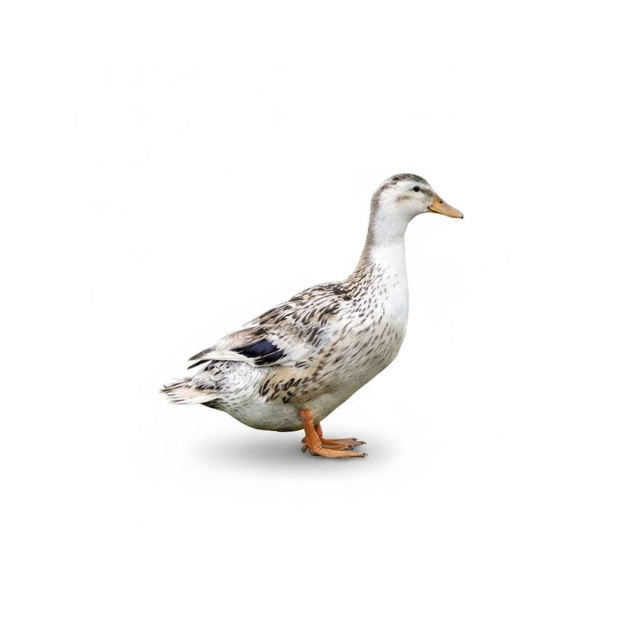 Fresh Whole Duck - 2 kg - One whole duck