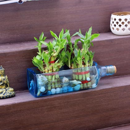 Double Lucky Bamboo In Bombay Sapphire Bottle Planter Double Lucky Bamboo In Bombay Sapphire Bottle Planter
