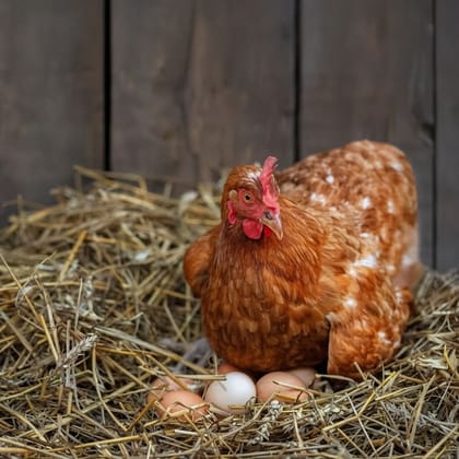 Fresh Farm Chicken Eggs - 2 kg - 50 pieces