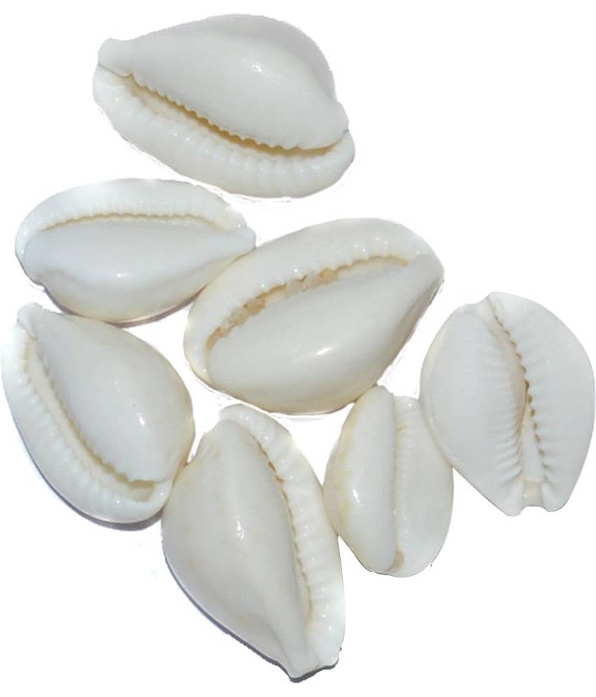 Aksaya Marketing Marble White Kodi Shell - Pack of 7