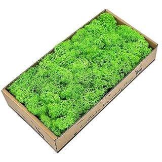 De Gardenia Preserved Reindeer Moss Natural Multicolored Moss for Crafts DIY Arts Home and Office Wall Decor  Bulk 100g to 1000g Packs (Light Green 100g)