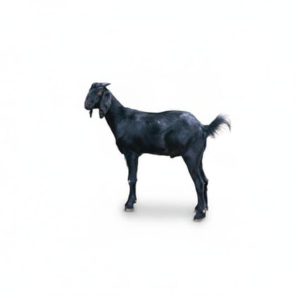 Black Goat - 10 kg - One live goat