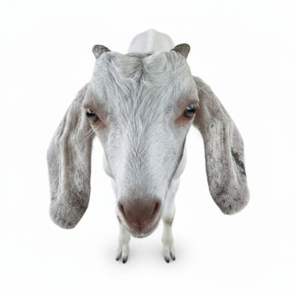 Fresh Farm Goat Meat - 10 kg - One pack of goat meat
