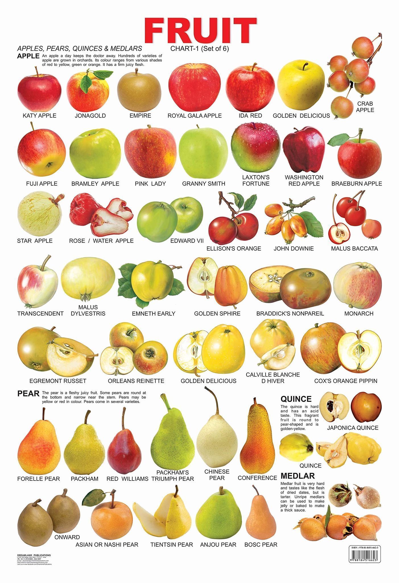 Pre-School Fruit Chart: Book 1 (English, Wall [Poster] Dreamland Publications