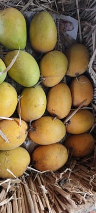 Alphonso Mango - Hapus Aam 2 pic