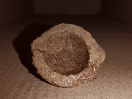 Gober Dhoop diye 15pcs