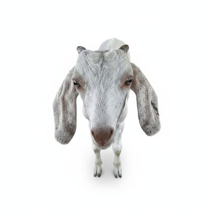 Live Goat - 40 kg - One live goat