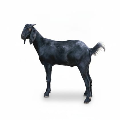 Healthy Black Goat - 20 kg - One live goat