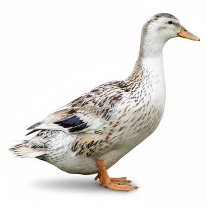 Fresh Whole Duck - 3 kg - One whole duck