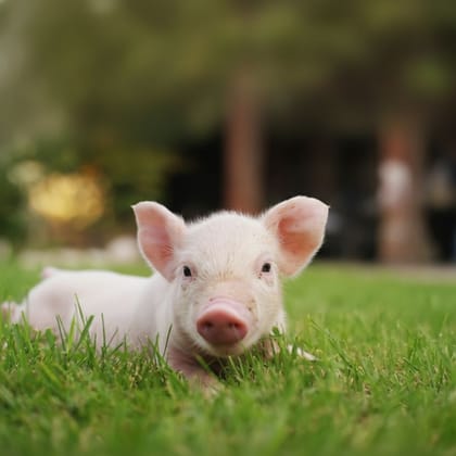 Live Piglet - 6 kg - One healthy live piglet