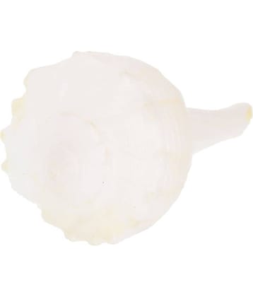 Kesar Zems Stone Dakshina Varti Shankh (6 cm x 3.5 cm x 3 cm, White)