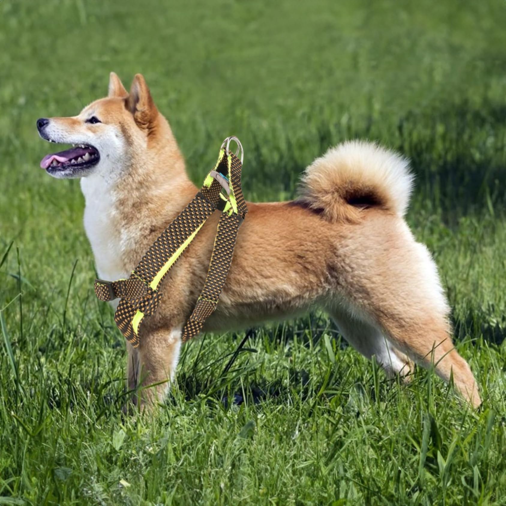 BearHugs Essential Step-in Padded with Lock | Adjustable, Durable, and Comfortable | Made in India Dog Harness
