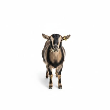 Live Goat - 20 kg - One live goat