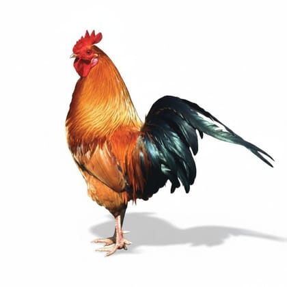 Fresh Whole Chicken - 1 kg - One whole chicken