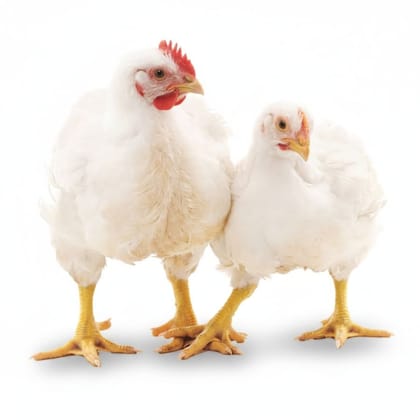 Fresh Broiler Chicken - 1 kg - 1kg Whole Chicken