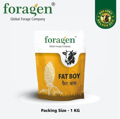 FAT BOY
