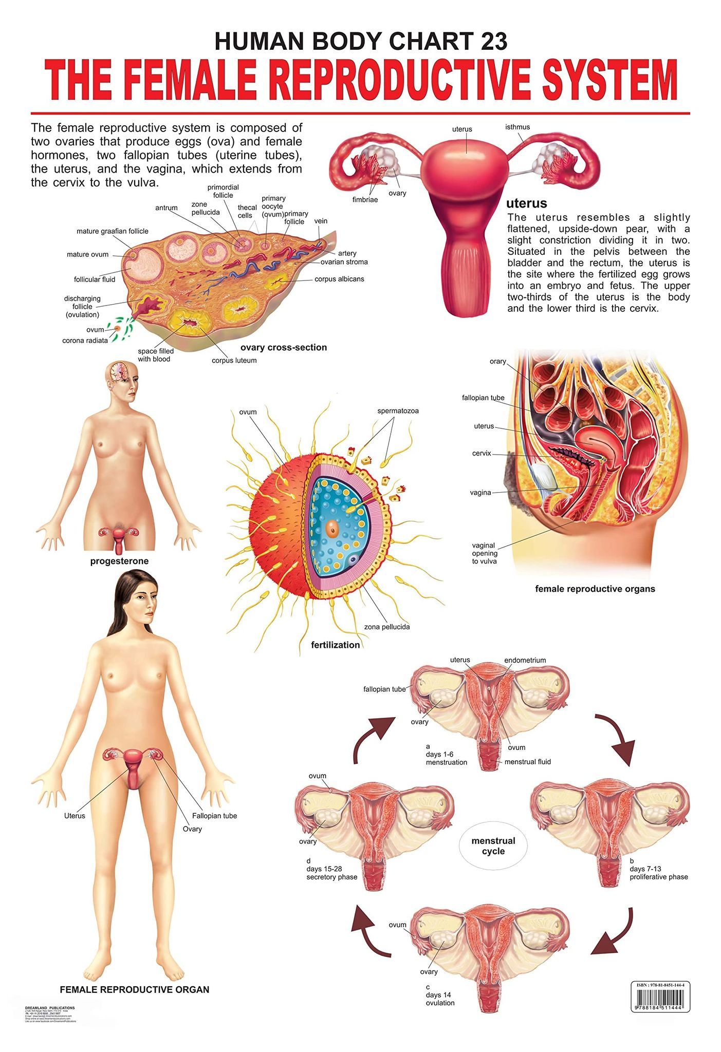 The Female Reproductive System Wall Chart (Human Body Chart) - Both Side Hard Laminated (Size 48 x 73 cm) [Poster] Dreamland Publications