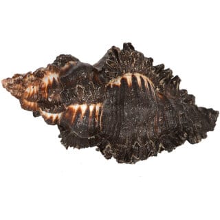 KESAR ZEMS Natural Ketu Shankh Original Shankhu SEASHELL Stone Non-Blowable For Pooja Ornaments 8 x 6 x 5.7 cm, Cream
