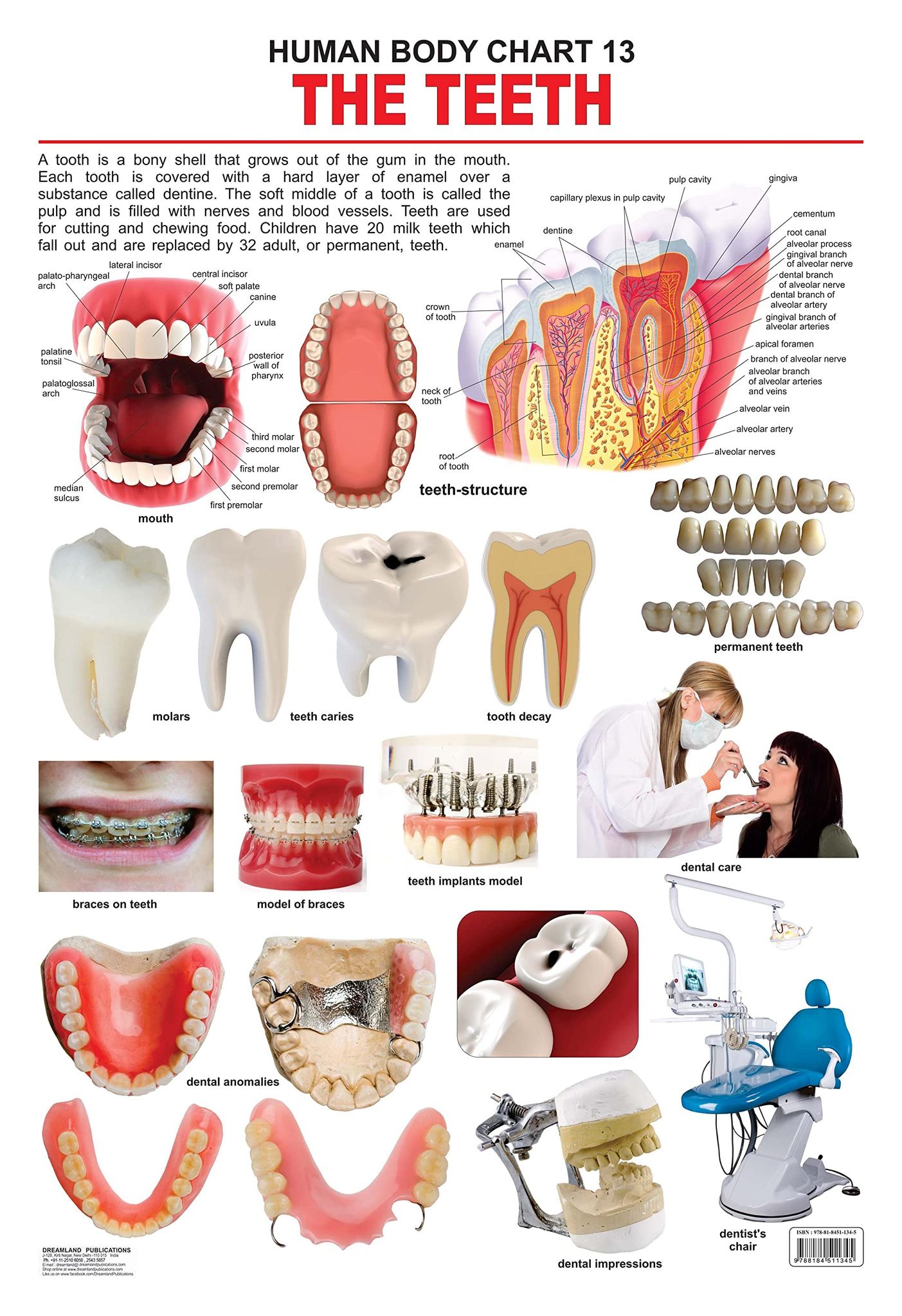 The Teeth Wall Chart (Human Body Chart) - Both Side Hard Laminated (Size 48 x 73 cm) [Poster] Dreamland Publications