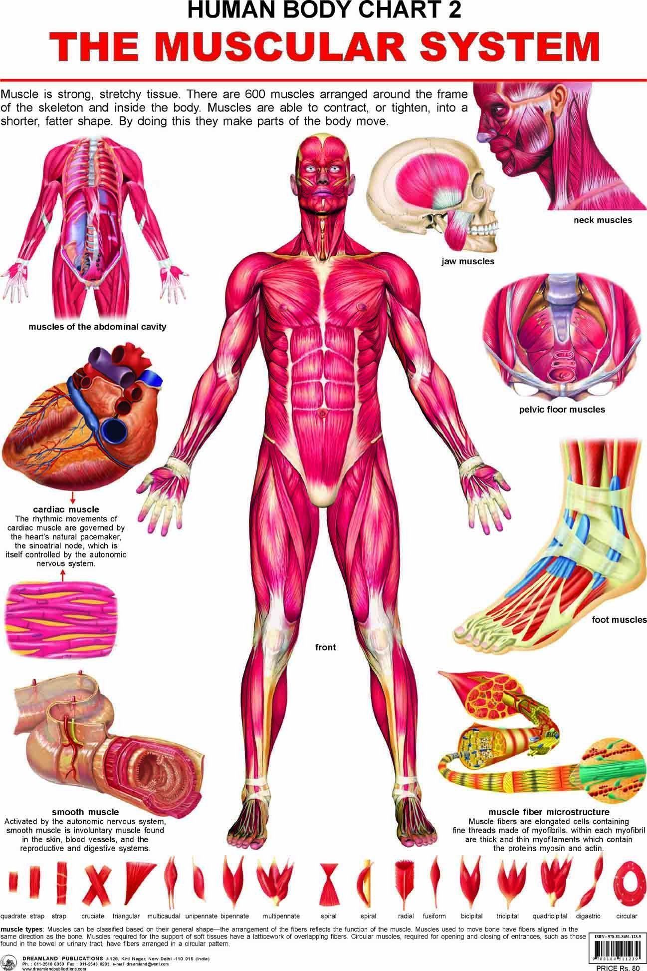 The Muscular System Wall Chart (Human Body Chart) - Both Side Hard Laminated (Size 48 x 73 cm) [Poster] Dreamland Publications