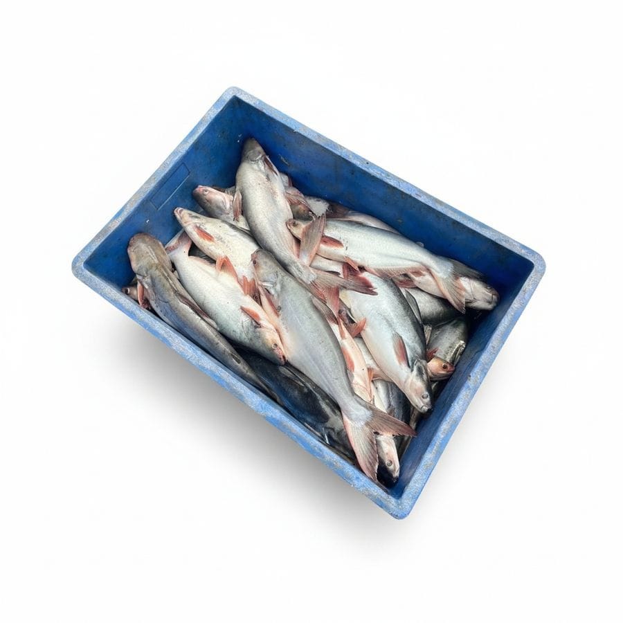 Fresh Raw Fish - 20 kg - One crate containing fresh fish