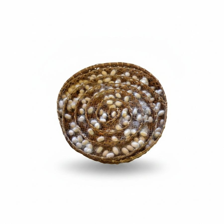 Natural Sericulture Silkworm Cocoons - 1 kg - One tray of processed silkworm cocoons
