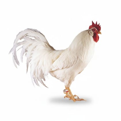 Fresh Broiler Chicken - 1 kg - One whole fresh chicken
