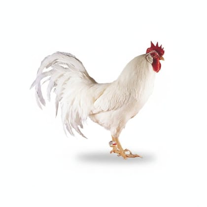 Fresh Chicken - 1 kg - One whole chicken