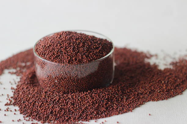 Finger millet